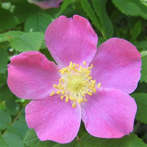 Alberta rose - Rosa woodsii. Alberta's provincial flower, Alberta Wild Rose, is a small, deciduous shrub known for its beautiful pink blooms and thick, thorny stems. Native to Canada, this hardy perennial is an attractive addition to any garden. Wildlife enjoy its edible rosehips, which inclined growers can use in jams, jellies, and rose hip tea.